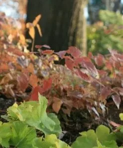 Future Forests Epimedium Grandiflora Lilafee More 6 Future Forests Epimedium Grandiflora Lilafee More