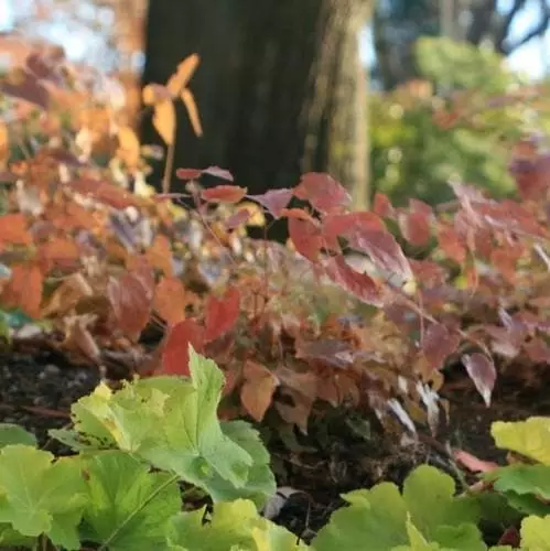Future Forests Epimedium Grandiflora Lilafee More 4 Future Forests Epimedium Grandiflora Lilafee More