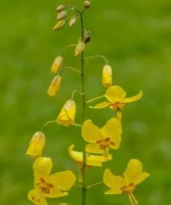 Future Forests More Epimedium X Perralchicum Frohnleiten