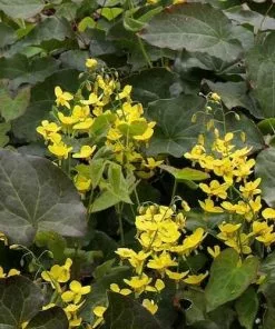 Future Forests More Epimedium X Perralchicum Frohnleiten