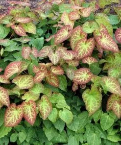 Future Forests More Epimedium X Perralchicum Frohnleiten 7 Future Forests More Epimedium X Perralchicum Frohnleiten