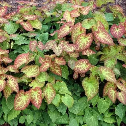 Future Forests More Epimedium X Perralchicum Frohnleiten 5 Future Forests More Epimedium X Perralchicum Frohnleiten