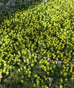 Future Forests Eranthis Hyemalis - Winter Aconite Wildflowers 11 Future Forests Eranthis Hyemalis - Winter Aconite Wildflowers