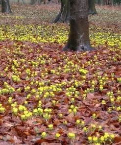 Future Forests Eranthis Hyemalis - Winter Aconite Wildflowers 9 Future Forests Eranthis Hyemalis - Winter Aconite Wildflowers