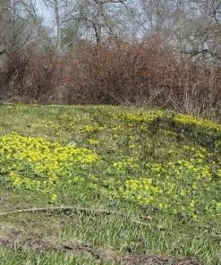 Future Forests Eranthis Hyemalis - Winter Aconite Wildflowers 10 Future Forests Eranthis Hyemalis - Winter Aconite Wildflowers