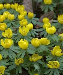 Future Forests Eranthis Hyemalis - Winter Aconite Wildflowers