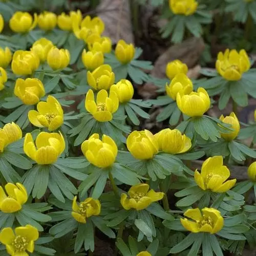 Future Forests Eranthis Hyemalis - Winter Aconite Wildflowers 3 Future Forests Eranthis Hyemalis - Winter Aconite Wildflowers