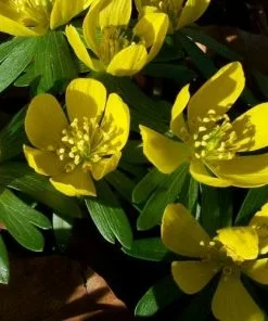 Future Forests Eranthis Hyemalis - Winter Aconite Wildflowers
