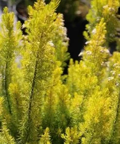Future Forests Shrubs Erica Arborea Albert's Gold