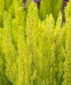 Future Forests Shrubs Erica Arborea Albert's Gold