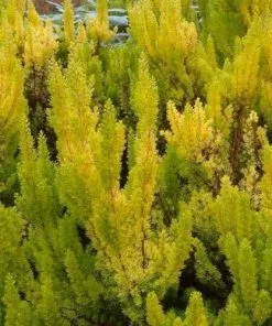 Future Forests Shrubs Erica Arborea Albert's Gold