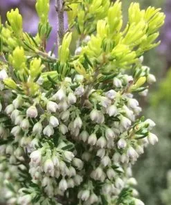 Future Forests Shrubs Erica Arborea Albert's Gold