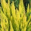 Future Forests Shrubs Erica Arborea Albert's Gold