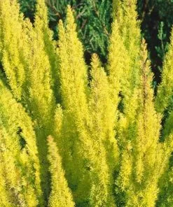 Future Forests Shrubs Erica Arborea Albert's Gold