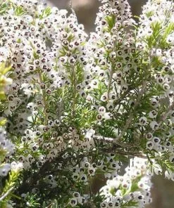 Future Forests Shrubs Erica Arborea Albert's Gold