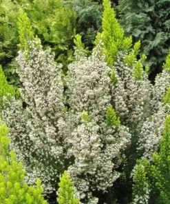 Future Forests Shrubs Erica Arborea 'Estrella Gold'