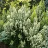 Future Forests Shrubs Erica Arborea 'Estrella Gold'