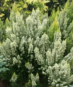 Future Forests Shrubs Erica Arborea'Estrella Gold'