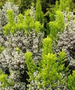 Future Forests Shrubs Erica Arborea 'Estrella Gold'