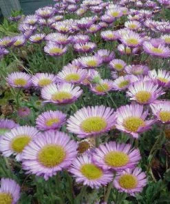Future Forests Erigeron Glaucus Sea Breeze