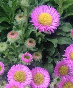 Future Forests Erigeron Glaucus Sea Breeze