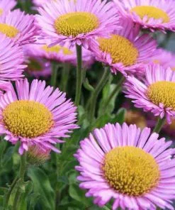 Future Forests Erigeron Glaucus Sea Breeze