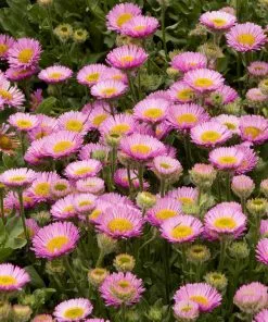 Future Forests Erigeron Glaucus Sea Breeze