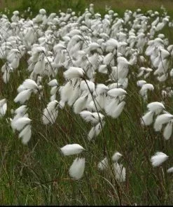 Future Forests More Eriophorum Angustifolium - Common Cotton Grass