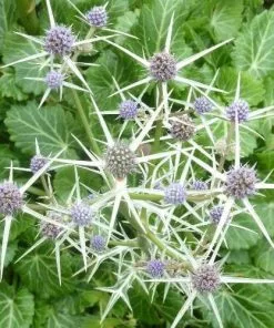 Future Forests Eryngium Variifolium