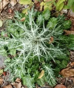 Future Forests Eryngium Variifolium