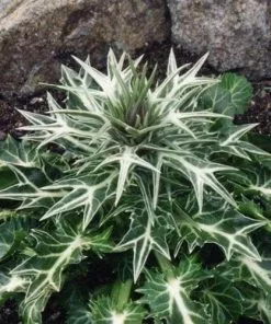 Future Forests Eryngium Variifolium