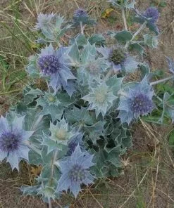 Future Forests More Eryngium Maritimum