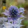 Future Forests More Eryngium Maritimum