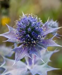 Future Forests More Eryngium Maritimum