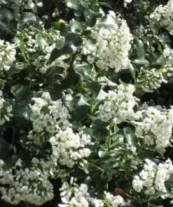 Future Forests Shrubs Escallonia Iveyi 11 Future Forests Shrubs Escallonia Iveyi