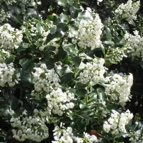 Future Forests Shrubs Escallonia Iveyi 6 Future Forests Shrubs Escallonia Iveyi