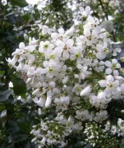 Future Forests Shrubs Escallonia Iveyi