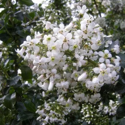 Future Forests Shrubs Escallonia Iveyi 3 Future Forests Shrubs Escallonia Iveyi