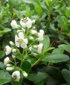 Future Forests Shrubs Escallonia Iveyi 10 Future Forests Shrubs Escallonia Iveyi