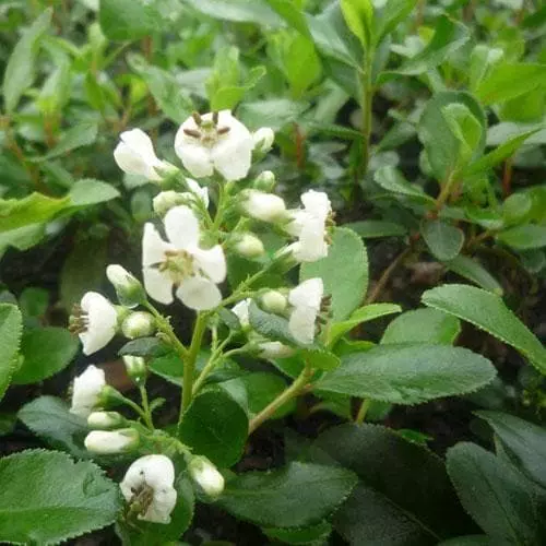 Future Forests Shrubs Escallonia Iveyi 5 Future Forests Shrubs Escallonia Iveyi