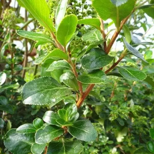 Future Forests Shrubs Escallonia Iveyi 4 Future Forests Shrubs Escallonia Iveyi