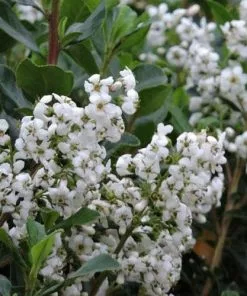 Future Forests Shrubs Escallonia Iveyi 12 Future Forests Shrubs Escallonia Iveyi