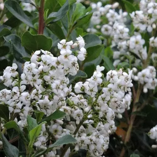 Future Forests Shrubs Escallonia Iveyi 7 Future Forests Shrubs Escallonia Iveyi