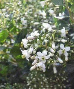 Future Forests Shrubs Escallonia Iveyi 13 Future Forests Shrubs Escallonia Iveyi