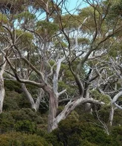 Future Forests Eucalyptus Coccifera Trees