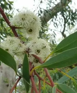 Future Forests Eucalyptus Coccifera Trees