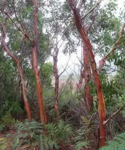 Future Forests Eucalyptus Coccifera Trees