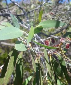 Future Forests Eucalyptus Coccifera Trees