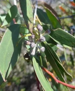 Future Forests Eucalyptus Coccifera Trees