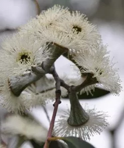 Future Forests Eucalyptus Coccifera Trees